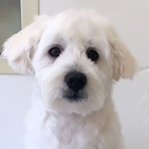 Meet your Posher, Maral